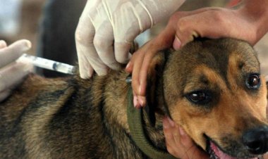 Duque de Caxias - Campanha Vancina seu Pet