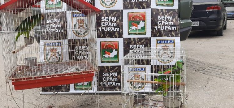 Papagaios são resgatados de cativeiro em Nova Iguaçu na Baixada Fluminense